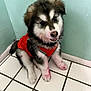 Sabueso is registered to the contest to win money with this photo: adorable, animal, corner, cute, dog, floor, fluffy, friendly, fur, indoor, mint_green_wall, paw, pet, playful, puppy, red_vest, sitting, wall, white_tiles, young_dog