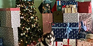 Sabueso joined the competition — help win amazing prizes! christmas, christmas_tree, decorations, dog, festive, floor_tile, gift, green_wall, holiday, holiday_cheer, holiday_season, indoor, lights, pet, plaid_jacket, present, smiling_dog, stocking, wall_art, wrapped_presents