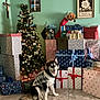 Sabueso joined the competition — help win amazing prizes! dog, christmas_tree, gift, present, holiday, decorations, plaid_jacket, floor_tile, wall_art, stocking, lights, smiling_dog, indoor, festive, holiday_season, wrapped_presents, green_wall, holiday_cheer, christmas, pet