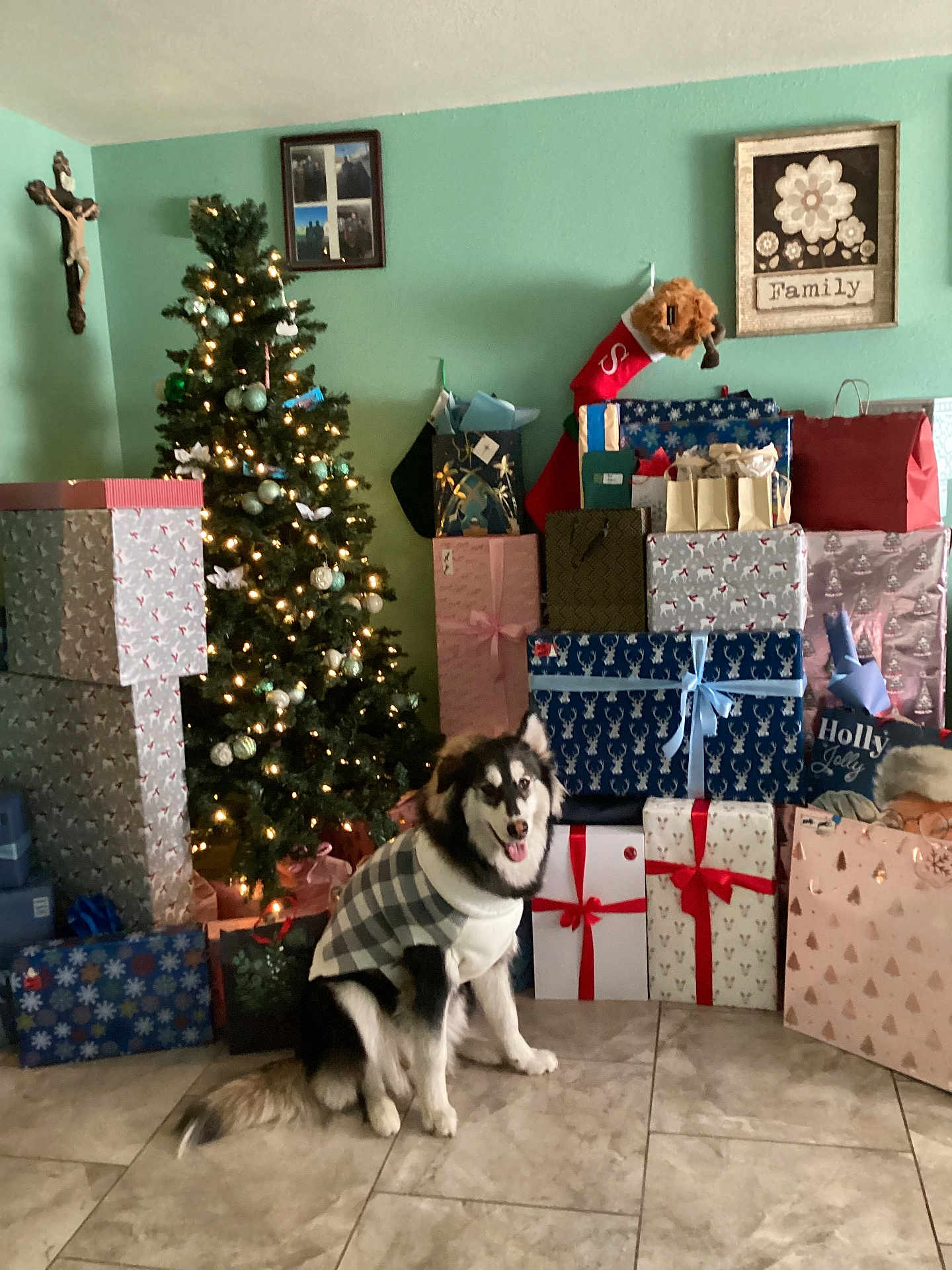 Sabueso joined the competition — help win amazing prizes! dog, christmas_tree, gift, present, holiday, decorations, plaid_jacket, floor_tile, wall_art, stocking, lights, smiling_dog, indoor, festive, holiday_season, wrapped_presents, green_wall, holiday_cheer, christmas, pet