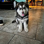 Sabueso joined the competition — help win amazing prizes! puppy, dog, indoor, floor, tile, pet, animal, cute, tongue, fur, black_and_white, home, chair, fan, shoe, table, light, door, living_room, furniture