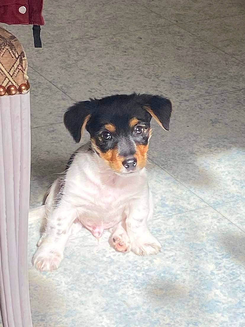 Tango a rejoint le concours — aidez-le/la à gagner de superbes lots ! canidae, carnivore, companion_dog, curtain, dog, dog_breed, drinkware, eyewear, fawn, fur, snout, snow, sporting_group, working_animal, working_dog