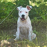 Yoda a rejoint le concours — aidez-le/la à gagner de superbes lots ! dog, white_dog, sitting, grass, outdoor, nature, greenery, happy, pet, animal, smiling, ears, fur, canine, garden, sunlight, daylight, cute, friendly, spot