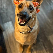 Charlie is registered to the contest to win money with this photo: dog, pet, smiling, ears, bow, orange_bow, indoor, floor, canine, happy, looking_up, fur, collar, animal, portrait, friendly, cute, domestic_animal, sitting, brown_fur