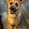 dog, pet, smiling, ears, bow, orange_bow, indoor, floor, canine, happy, looking_up, fur, collar, animal, portrait, friendly, cute, domestic_animal, sitting, brown_fur