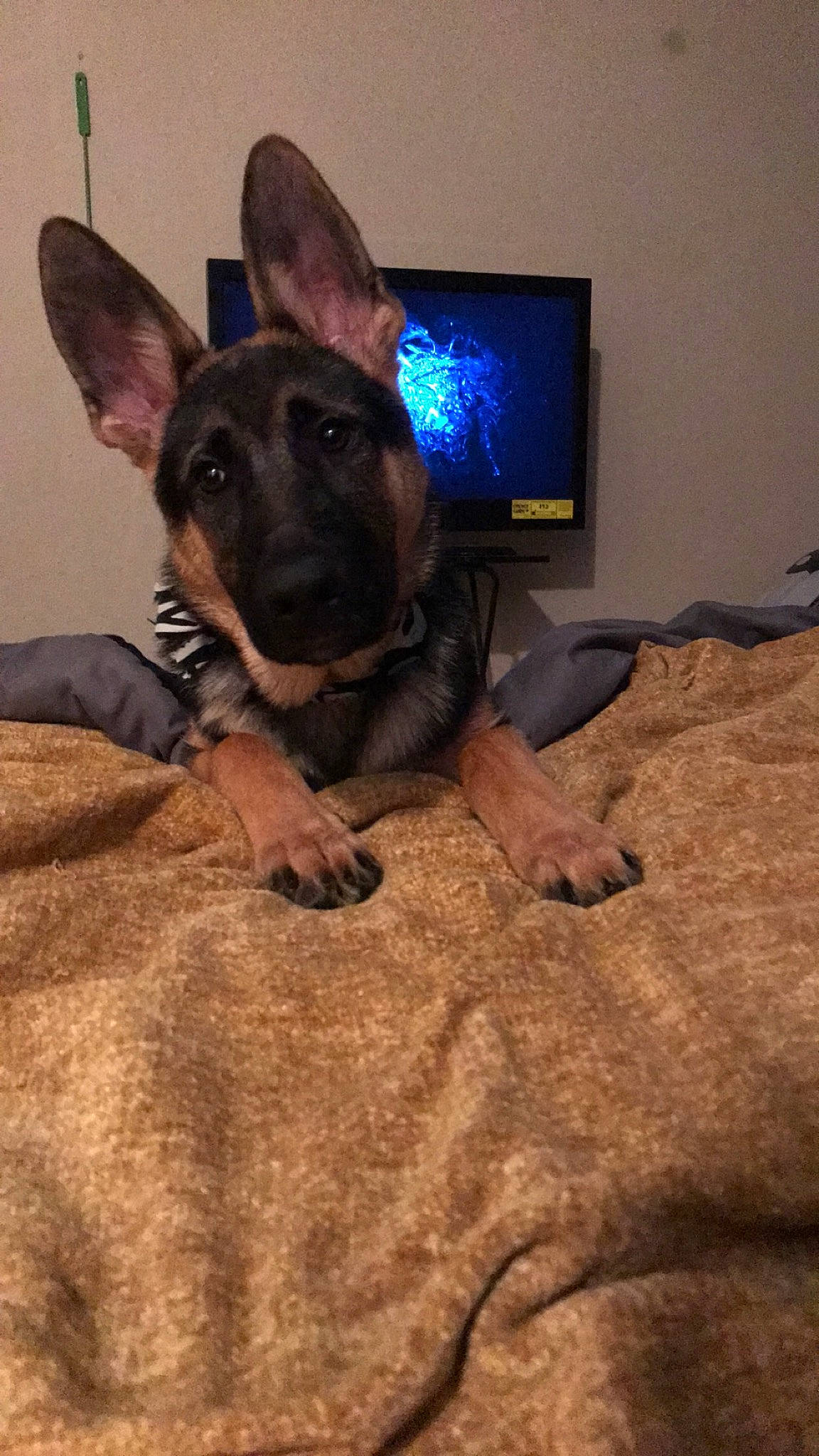 Duke is registered to the contest to win money with this photo: canidae, carnivore, dog, dog_breed, ear, fawn, german_shepherd_dog, mammal, snout, vertebrate