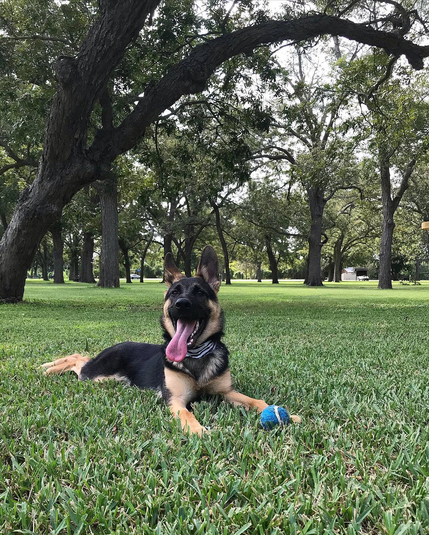 Duke is registered to the contest to win money with this photo: canidae, carnivore, companion_dog, dog, dog_breed, east_european_shepherd, flower, german_shepherd_dog, grass, lawn, mammal, obedience_training, old_german_shepherd_dog, park, plant, police_dog, puppy, spring, tree, working_dog