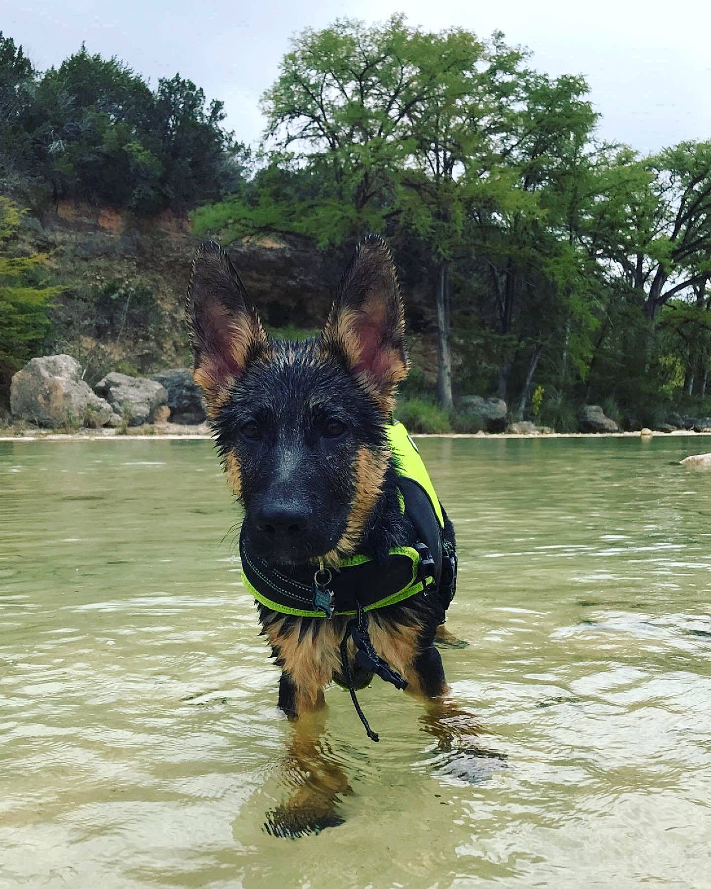 Duke is registered to the contest to win money with this photo: canidae, carnivore, dog, dog_breed, german_shepherd_dog, sporting_group