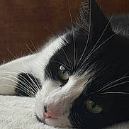 Tucky participe au concours pour gagner de l'argent avec cette photo : cat, black_and_white, close_up, lying_down, whiskers, pink_nose, soft_texture, feline, pet, relaxed, indoor, portrait, fur, animal, resting, green_eyes, sleepy, cozy, background, calm