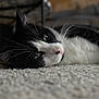Tucky a rejoint le concours — aidez-le/la à gagner de superbes lots ! cat, black_and_white, whiskers, carpet, indoor, pet, feline, closeup, laying_down, soft_light, blurred_background, fur, animal, domestic_cat, resting, cute, portrait, sleepy, relaxed, green_eyes