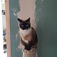 Rajah participe au concours pour gagner de l'argent avec cette photo : cat, siamese_cat, blue_eyes, scratching_post, indoor, pet, animal, feline, perched, curious, wall, paint, partially_painted_wall, home, interior, domestic_cat, looking, sitting, furniture, room