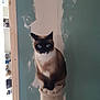 cat, siamese_cat, blue_eyes, scratching_post, indoor, pet, animal, feline, perched, curious, wall, paint, partially_painted_wall, home, interior, domestic_cat, looking, sitting, furniture, room
