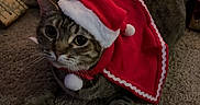 Copper is registered to the contest to win money with this photo: animal, cape, carpet, cat, celebration, christmas, christmas_tree, cozy, curious, cute, decorations, festive, holiday, indoor, lights, ornaments, pet, presents, santa_hat, tabby_cat
