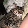 Copper joined the competition — help win amazing prizes! animal, arm, blanket, cat, comfort, cozy, cuddling, cute, domestic, fur, indoor, peaceful, pet, pillow, relaxation, resting, sleeping, snuggling, soft, tabby