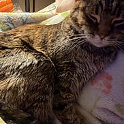 Copper is registered to the contest to win money with this photo: animal, blanket, cat, close_up, comfort, cozy, cuddle, face, feline, fur, glasses, home, indoor, person, pet, resting, shoulder, sleepy, soft_lighting, tabby_cat
