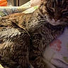 animal, blanket, cat, close_up, comfort, cozy, cuddle, face, feline, fur, glasses, home, indoor, person, pet, resting, shoulder, sleepy, soft_lighting, tabby_cat