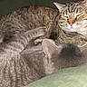 Copper joined the competition — help win amazing prizes! animal, blanket, cat, comfort, cozy, cute, domestic_animal, ears, feline, fur, gray_cat, indoor, paw, pet, relaxation, resting, sleeping, snuggling, tabby_cat, whiskers