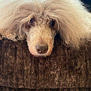 Myla is registered to the contest to win money with this photo: dog, poodle, fluffy, brown_couch, pet, animal, portrait, indoor, closeup, face, fur, cute, relaxed, lying_down, soft_texture, home, companion, mammal, whiskers, expression
