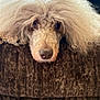 dog, poodle, fluffy, brown_couch, pet, animal, portrait, indoor, closeup, face, fur, cute, relaxed, lying_down, soft_texture, home, companion, mammal, whiskers, expression