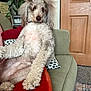 Myla is registered to the contest to win money with this photo: dog, poodle, pet, couch, indoor, furniture, plant, door, cushion, fur, animal, relaxed, living_room, home, curly_fur, red_blanket, decor, seated, portrait, cozy