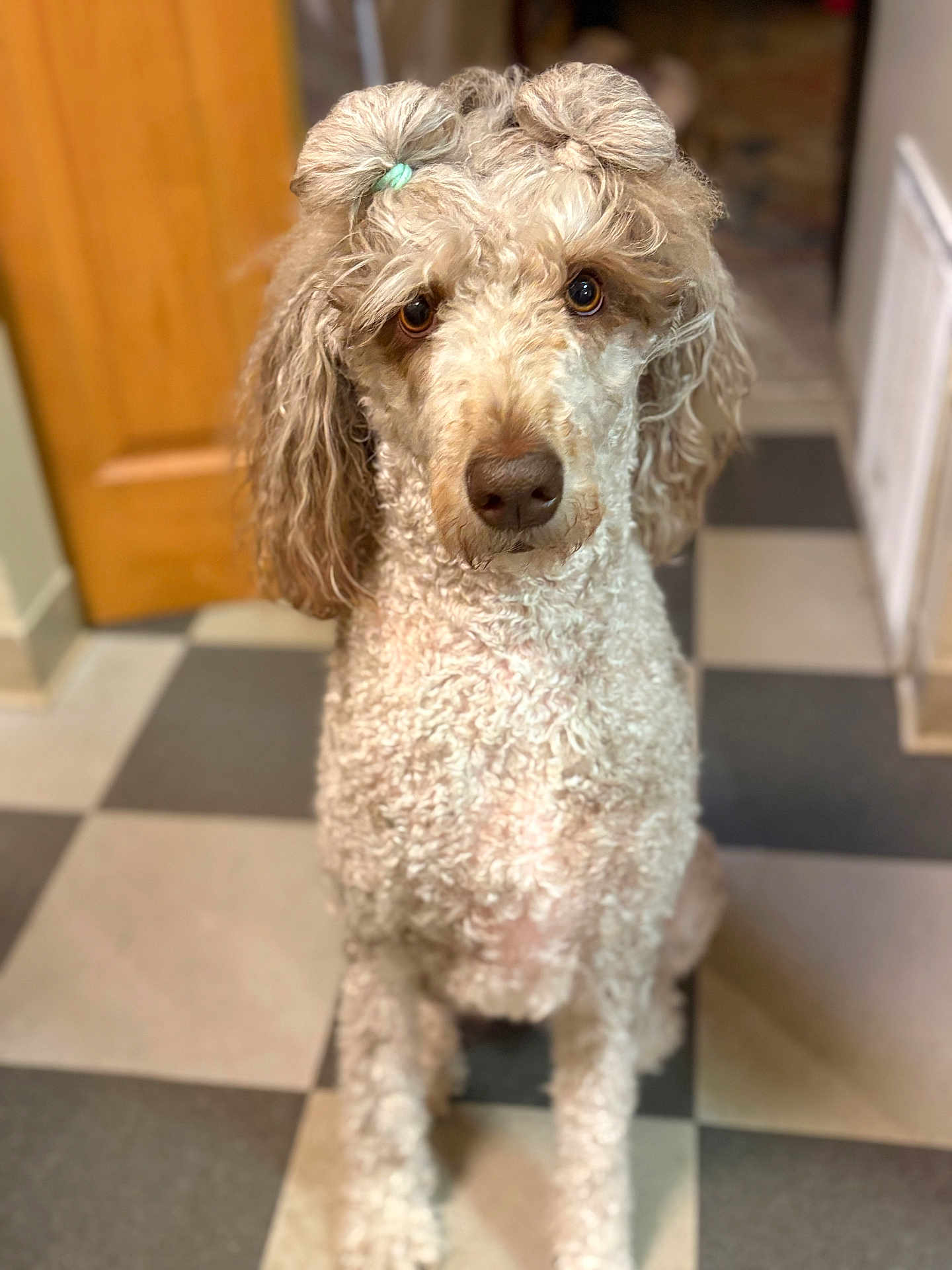 Myla joined the competition — help win amazing prizes! dog, curly_fur, hair_ties, brown_eyes, pet, indoor, checkered_floor, waiting, cute, animal, canine, portrait, fur, companion, domestic, mammal, looking, sitting, house, floor