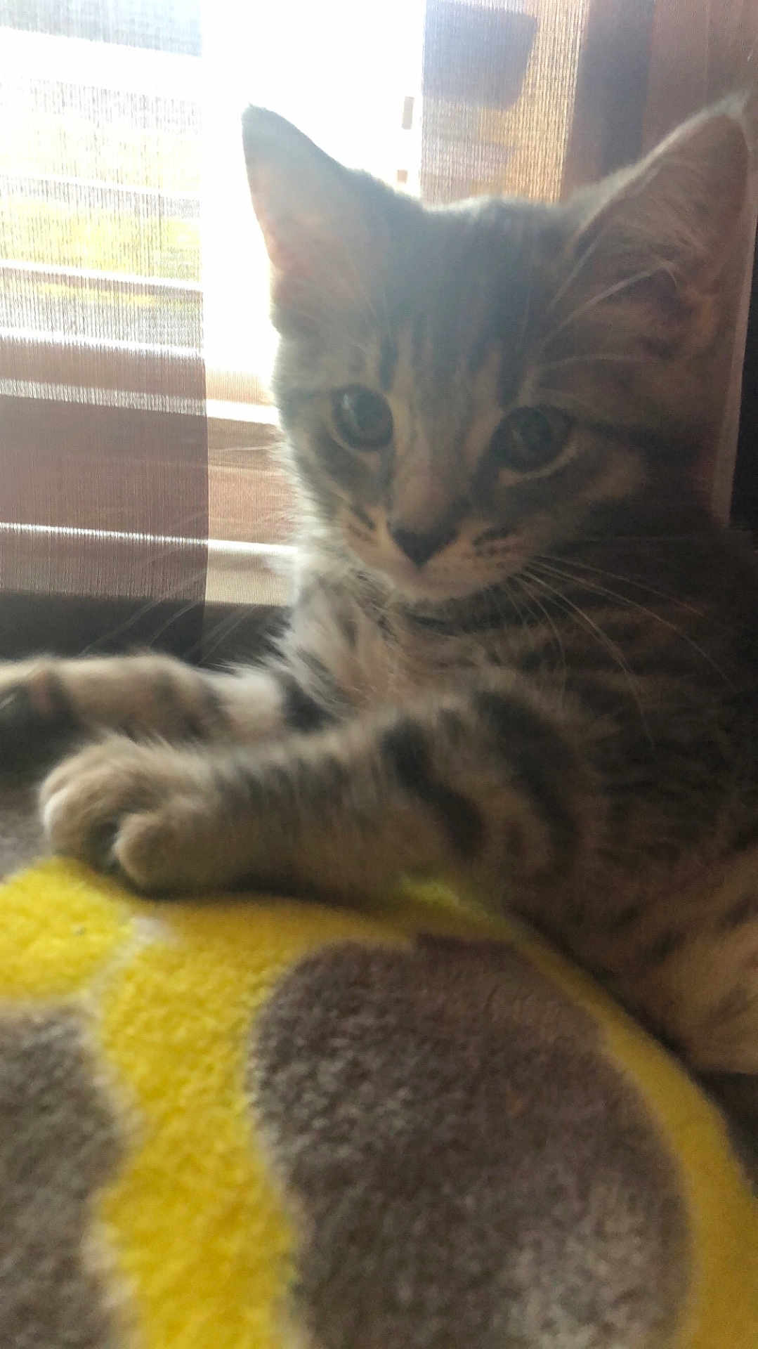 Geri