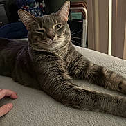 Geri is registered to the contest to win money with this photo: animal, bed, blanket, cat, cozy, feline, fur, gray_tabby, home, human_hand, indoor, laundry_basket, pet, relaxed, resting, soft_texture, stretching, whiskers, window_light, wink