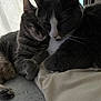 Geri is registered to the contest to win money with this photo: animal, cat, cats, close_up, companion, cozy, curtains, cute, domestic_animal, feline, fur, indoor, pet, relaxation, resting, sleeping, snuggling, soft_light, whiskers, window