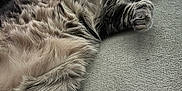 Geri is registered to the contest to win money with this photo: animal, cat, closeup, companion, couch, cozy, cute, domestic_animal, feline, fluffy, fur, indoor, napping, paw, pet, relaxed, resting, sleeping, soft_texture, two_cats