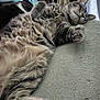 animal, cat, closeup, companion, couch, cozy, cute, domestic_animal, feline, fluffy, fur, indoor, napping, paw, pet, relaxed, resting, sleeping, soft_texture, two_cats