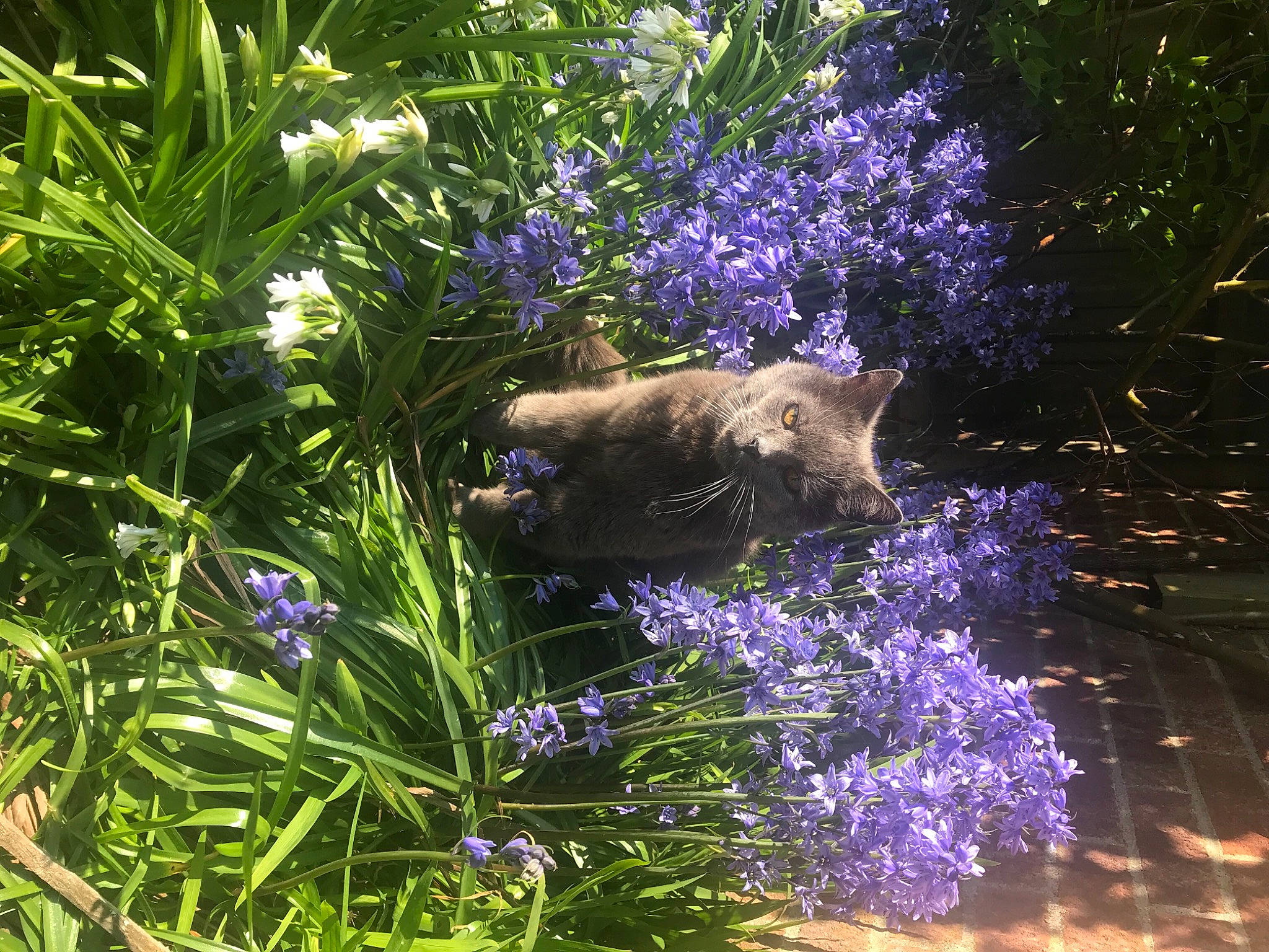 Maxie Big Boy is registered to the contest to win money with this photo: annual_plant, botany, cat, felidae, flower, flowering_plant, garden, grass, groundcover, herbaceous_plant, landscape, plant, purple, rock, shrub, spring, subshrub, vegetation, water, wood