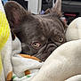 dog, french_bulldog, pet, blanket, cozy, indoor, sleepy, fur, ears, face, snout, close_up, comfort, resting, cute, animal, home, soft, warm, relaxed