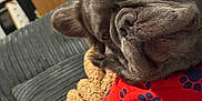 Goose joined the competition — help win amazing prizes! animal, blanket, canine, close_up, comfort, couch, cozy, dog, domestic_animal, fur, furniture, home, indoor, living_room, paw_prints, pet, portrait, red_sweater, relaxed, wrinkly_face