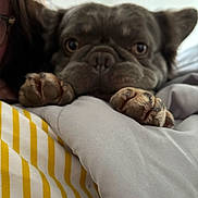 Goose joined the competition — help win amazing prizes! animal, bed, blanket, close_up, comfort, cozy, cute, dog, eyes, face, fur, indoors, nose, paws, person_partial, pet, resting, sleepy, soft, striped_blanket