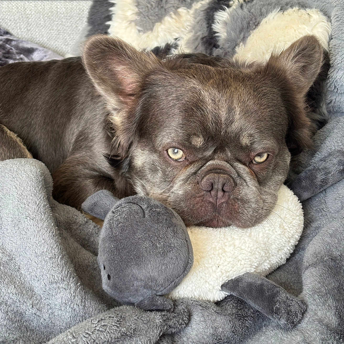 Goose is registered to the contest to win money with this photo: animal, blanket, comfort, companion, couch, cozy, cute, dog, ears, french_bulldog, fur, home, indoors, pet, plush_toy, relaxed, resting, sleepy, snuggling, soft