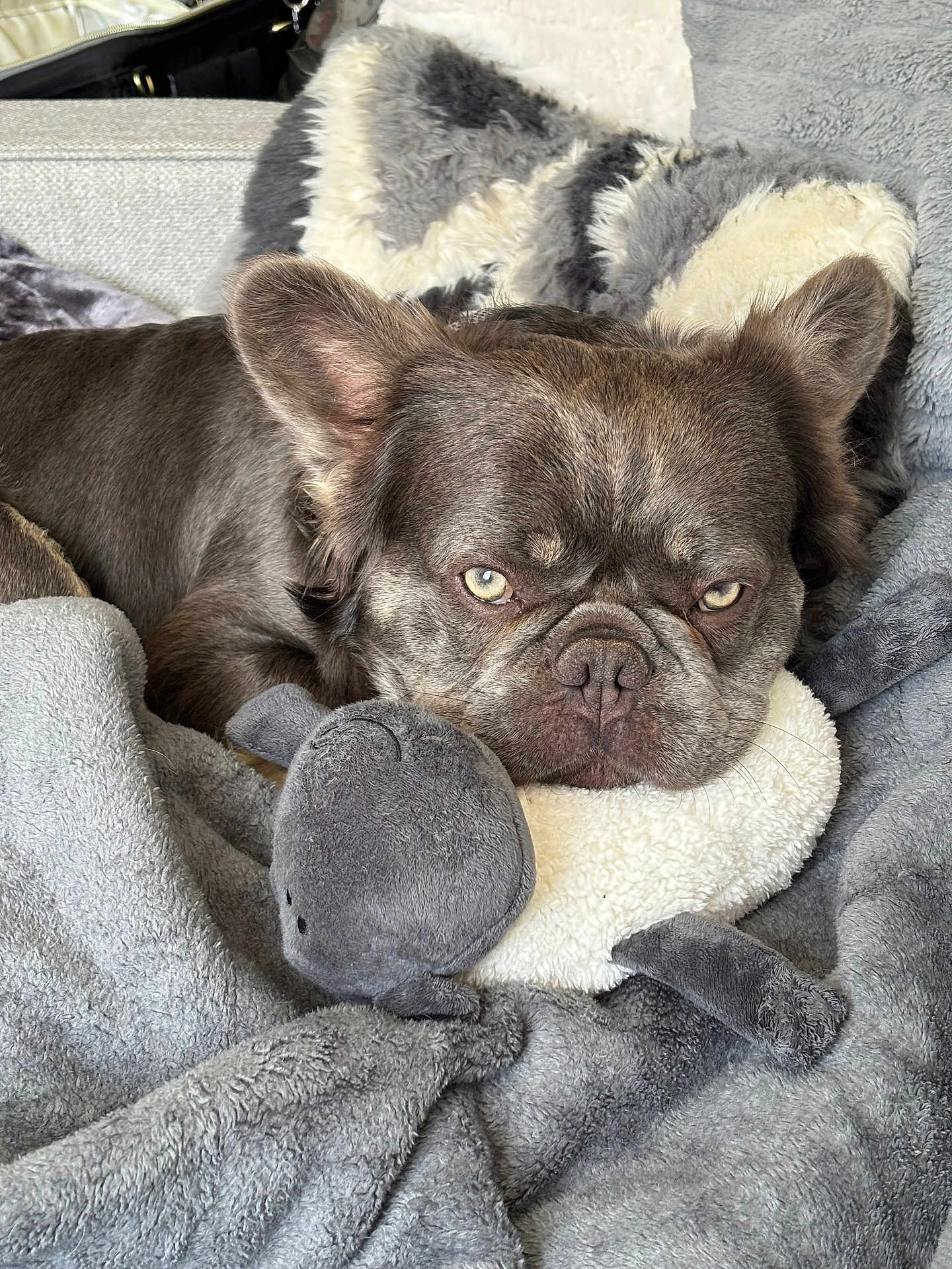 Goose is registered to the contest to win money with this photo: dog, french_bulldog, plush_toy, blanket, cozy, resting, pet, indoors, cute, fur, ears, snuggling, soft, relaxed, comfort, animal, companion, home, sleepy, couch
