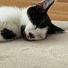 cat, sleeping, black_and_white, tongue_out, carpet, floor, pet, animal, relaxed, cozy, close_up, indoor, fur, whiskers, ears, cute, domestic, resting, quiet, peaceful