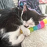 kitten, cat, sleeping, black_and_white, plush_toy, rainbow, blanket, cozy, fur, paw, cute, resting, indoors, soft, pet, animal, comfort, close_up, relaxation, nap