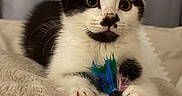 Charlie joined the competition — help win amazing prizes! cat, kitten, black_and_white, toy, feathers, paws, blanket, indoor, pet, curious, fur, whiskers, cute, animal, young, playful, closeup, face, ears, relaxed