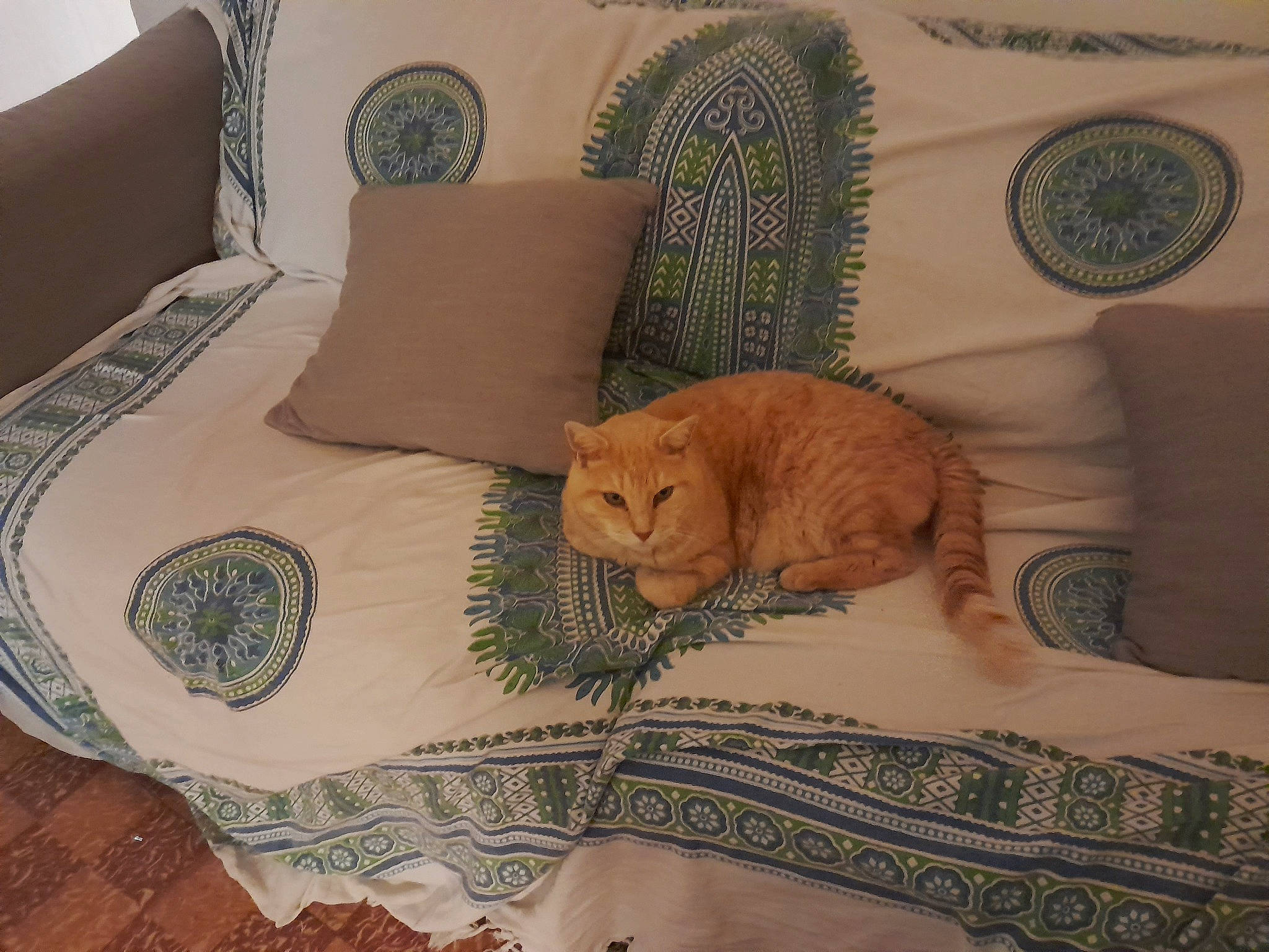 Tigrou a rejoint le concours — aidez-le/la à gagner de superbes lots ! bedding, carnivore, cat, comfort, couch, fawn, felidae, flooring, house, interior_design, linens, pillow, plant, rectangle, small_to_medium_sized_cats, table, tail, textile, whiskers, wood