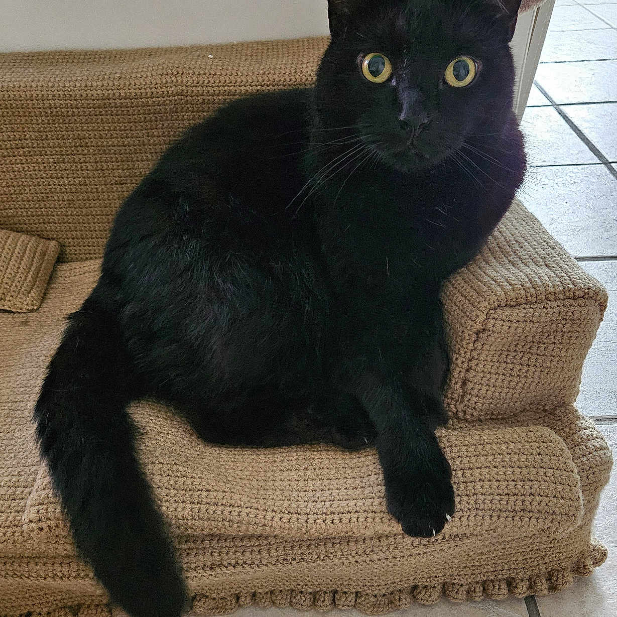 Elio a rejoint le concours — aidez-le/la à gagner de superbes lots ! abyssinian, animal, architecture, armchair, blackcat, building, cat, chair, couch, cushion, furniture, homedecor, indoors, kitten, livingroom, manx, pet, room