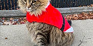 Ophelia joined the competition — help win amazing prizes! animal, cat, concrete, costume, ears, fall, feline, fence, festive, fur, holiday, leaves, outdoor, pet, red_clothing, side_view, sitting, tabby, tail, whiskers