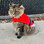 animal, cat, concrete, costume, ears, fall, feline, fence, festive, fur, holiday, leaves, outdoor, pet, red_clothing, side_view, sitting, tabby, tail, whiskers