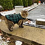 Ophelia joined the competition — help win amazing prizes! animal, background, cat, cold_weather, concrete, curious, daylight, evergreen_trees, fur, greenery, leaf, nature, outdoor, pet, plaid_jacket, side_view, snow, tail, walking, winter