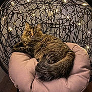Ophelia joined the competition — help win amazing prizes! animal, cat, comfy, cozy, cushion, cute, fairy_lights, feline, fluffy_fur, furniture, home_decor, indoor, pet, pink_cushion, relaxed, resting, star_lights, tabby_cat, wooden_floor, woven_chair
