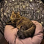 animal, cat, comfy, cozy, cushion, cute, fairy_lights, feline, fluffy_fur, furniture, home_decor, indoor, pet, pink_cushion, relaxed, resting, star_lights, tabby_cat, wooden_floor, woven_chair