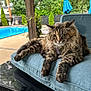 Ophelia joined the competition — help win amazing prizes! animal, blue_cushion, cat, cushion, daylight, ears, feline, fluffy, fur, greenery, nature, outdoor, patio, pet, pool, relaxed, resting, summer, tabby_cat, whiskers