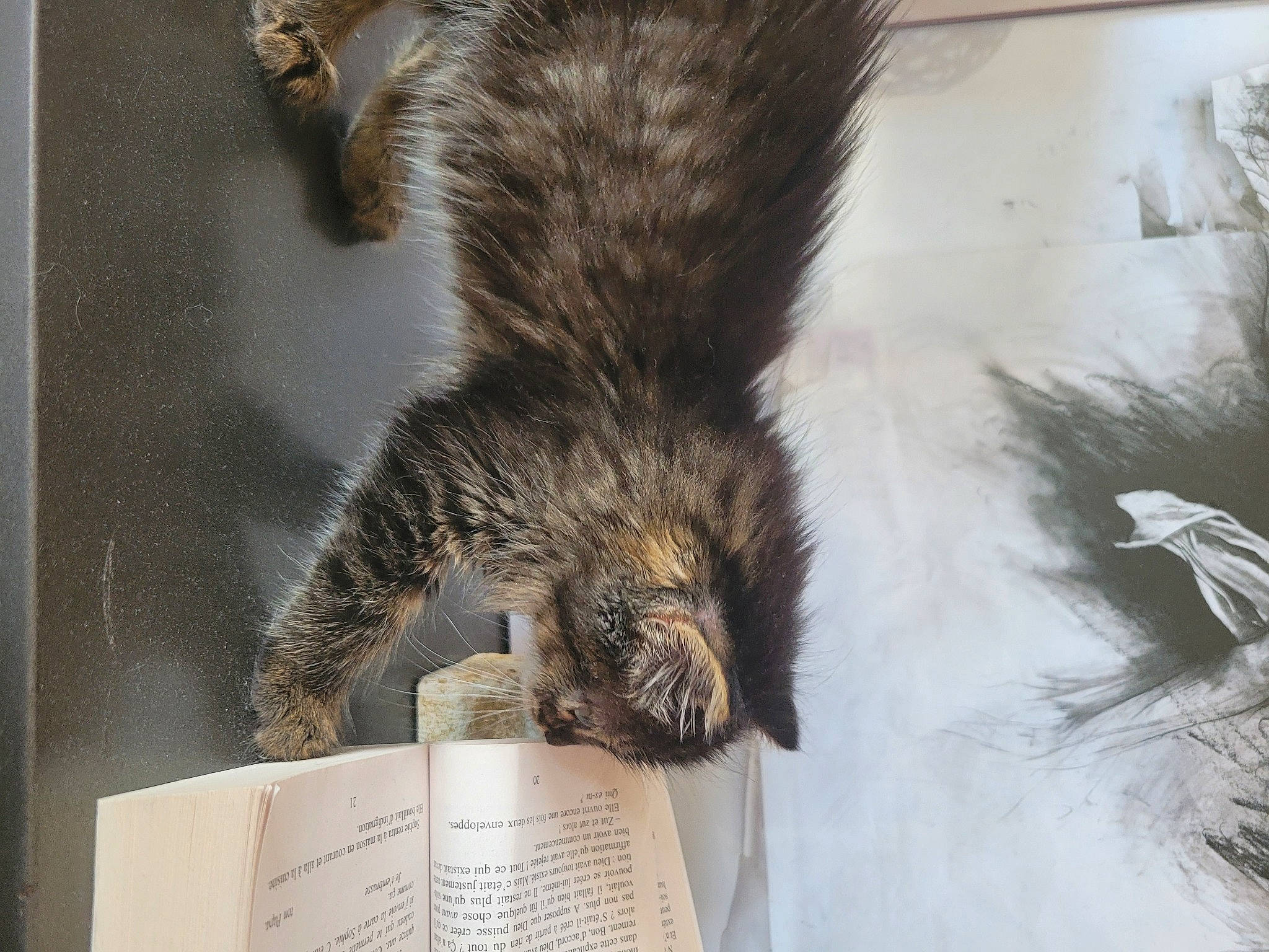 Calypso participe au concours pour gagner de l'argent avec cette photo : canidae, carnivore, cat, claw, domestic_short_haired_cat, fawn, felidae, foot, fur, human_leg, organism, small_to_medium_sized_cats, snout, sporting_group, tail, terrestrial_animal, trunk, whiskers, wildlife, wood