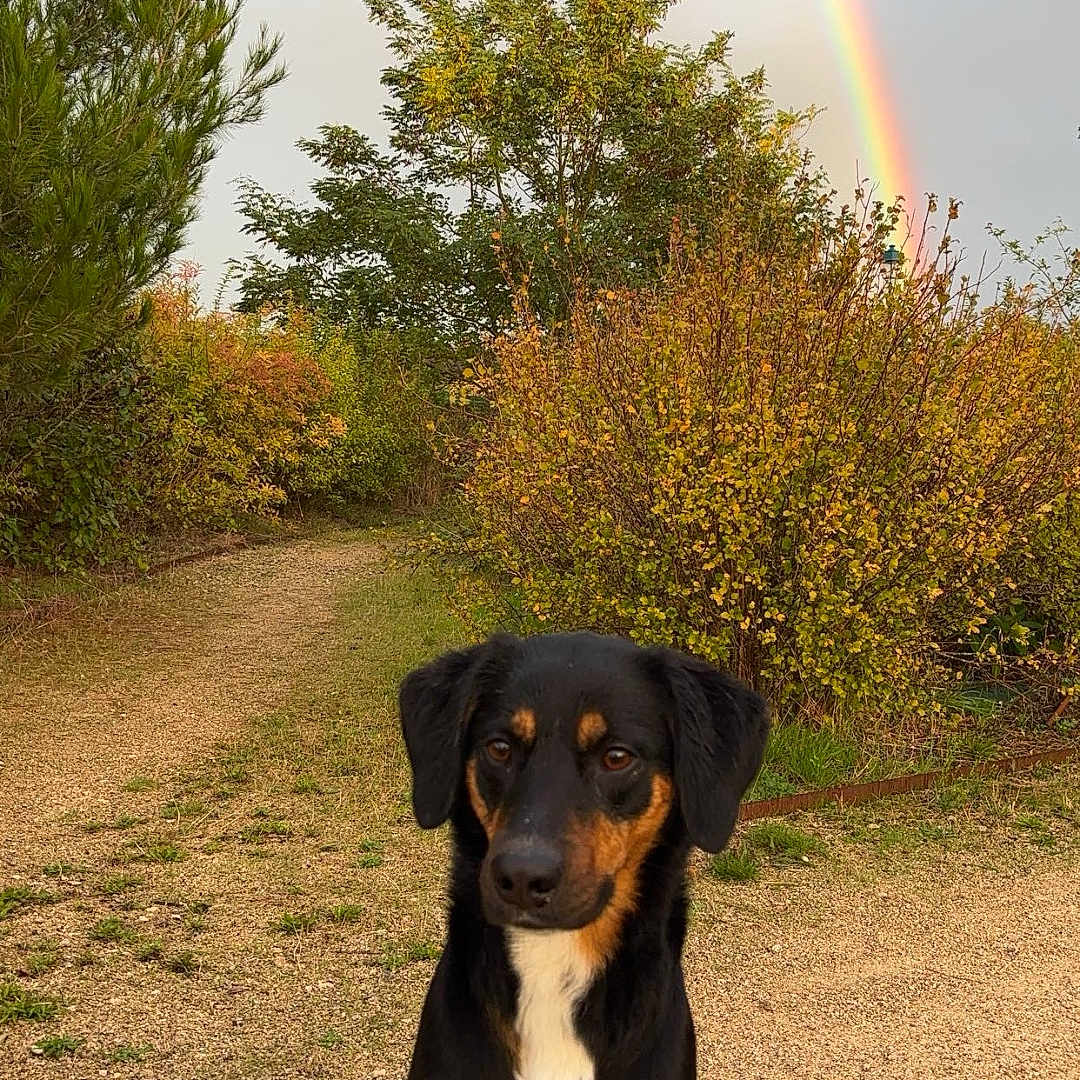 Meï participe au concours pour gagner de l'argent avec cette photo : animal, canine, dog, face, grass, grove, hound, land, nature, outdoors, pet, plant, puppy, rainbow, rainforest, sky, tree, vegetation, wilderness, woodland