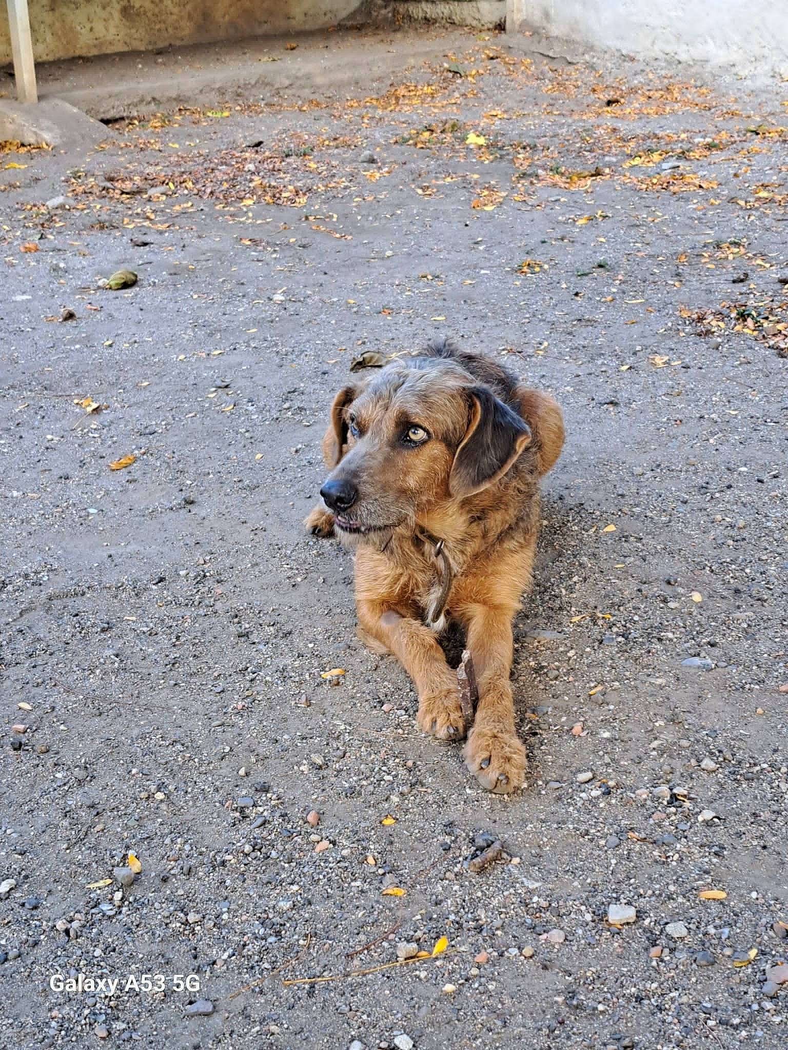 Paco participe au concours pour gagner de l'argent avec cette photo : asphalt, canidae, carnivore, concrete, dog, dog_breed, fawn, road, road_surface, shadow, snout, soil, sporting_group, street_dog, terrestrial_animal, treeing_tennessee_brindle, wood, working_animal